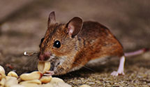 snake-removal Experts in Millstone Twp
